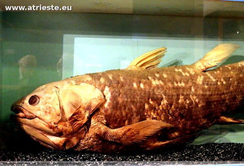 www.atrieste.eu_foto_a002_museostorianaturale2_ottobre1henriquezstorianaturale249.jpg