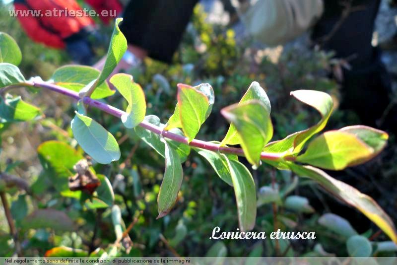 www.atrieste.eu_foto_a002_fioridelcarso_tamfasciacostiera017.jpg