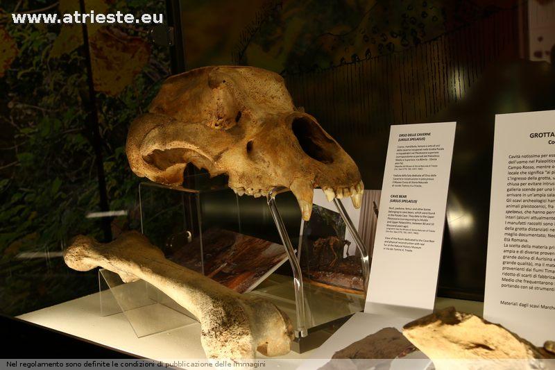 www.atrieste.eu_foto_a002_grotte_museocivicopreistoria60.jpg