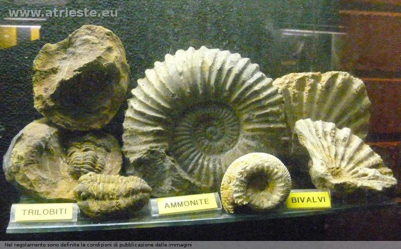 www.atrieste.eu_foto_a004_varie_fossili.jpg