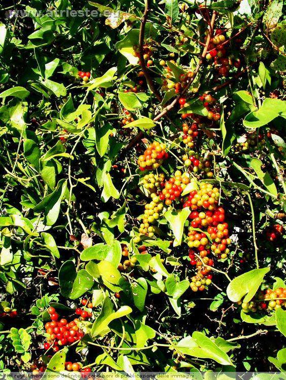 www.atrieste.eu_foto_b004_flora_spontanea_ex_pag_7_269.jpg